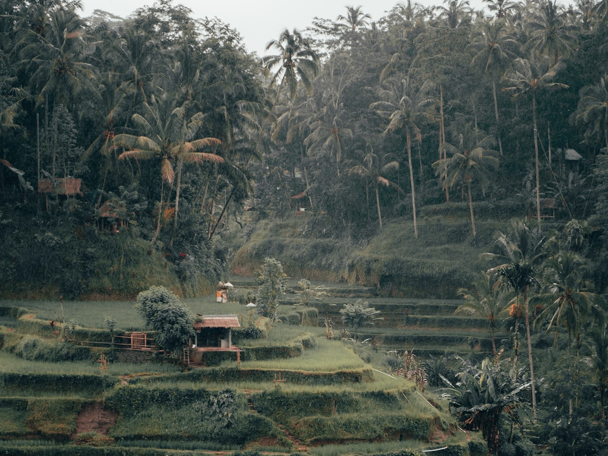 Ultimate Ubud Travel Guide (2026 Edition)
